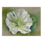 Illustration de pastel de Moonflower de soirée