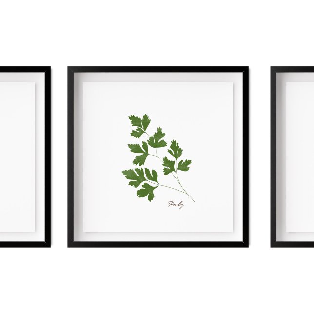 Poster Illustration de persil | Herbes Cuisine Mur Art (Créateur téléchargé)