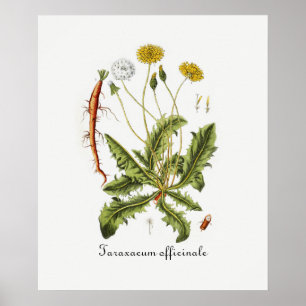 Poster Illustration de pissenlit vintage