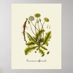 Poster Illustration de pissenlit vintage