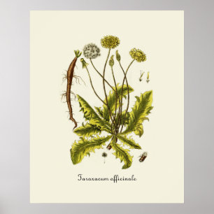 Poster Illustration de pissenlit vintage