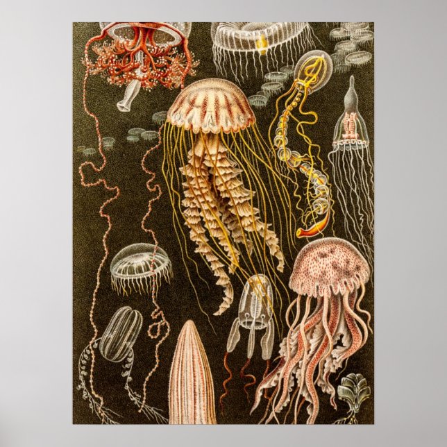 Poster Illustration de poisson d'antiquité de la méduse v (Devant)