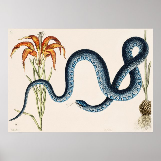 Poster Illustration de serpent vintage (Devant)