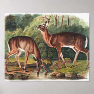 Poster Illustration de Virginian Deer (Cervus Virginianus