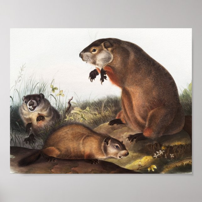 Poster Illustration de Woodchuck (Arctomys monax) (Devant)
