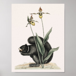 Poster Illustration d'écureuil vintage