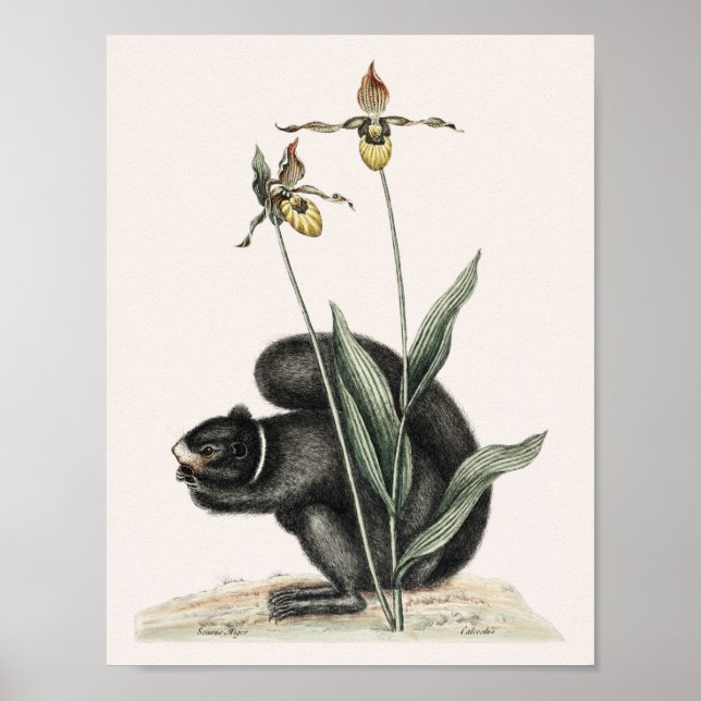 Poster Illustration d'écureuil vintage (Devant)