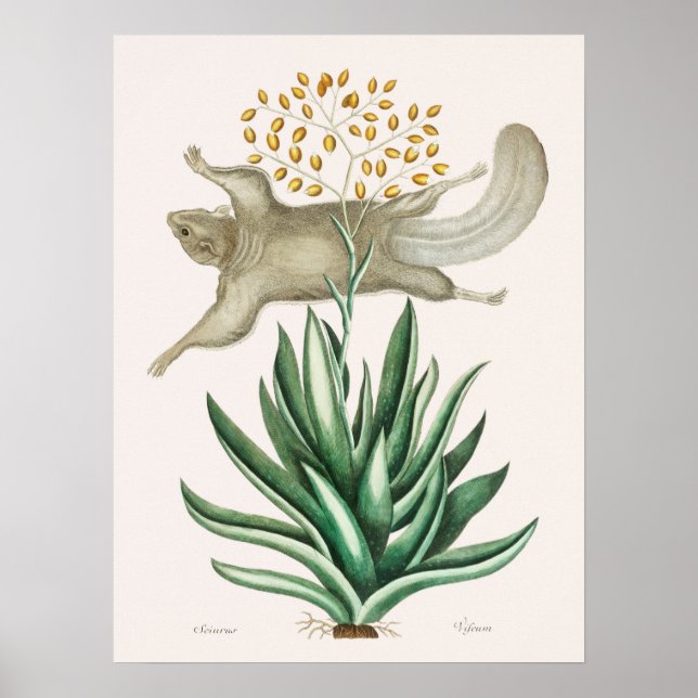 Poster Illustration d'écureuil volant vintage (Devant)