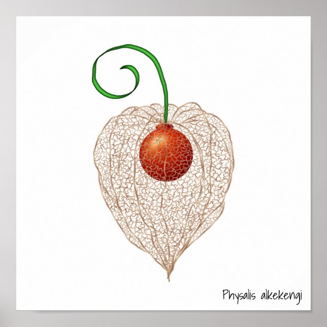 Poster Illustration délicieuse des fruits de lanterne chi (Devant)