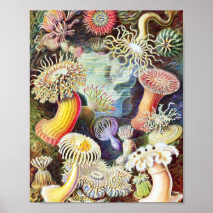 Poster Illustration des anémones de mer par Ernst Haeckel