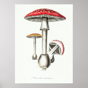 Poster Illustration des champignons magiques Vintages