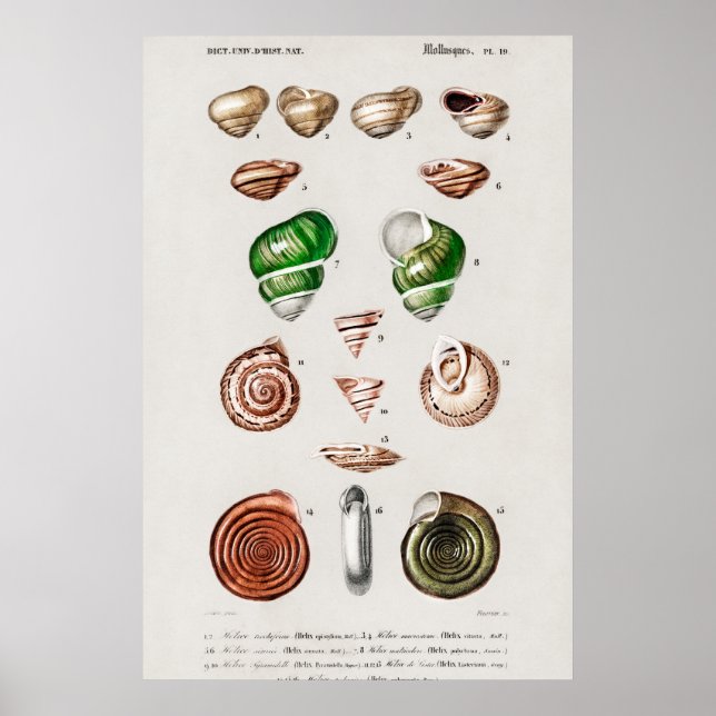 Poster Illustration des coquillages vintages (Devant)