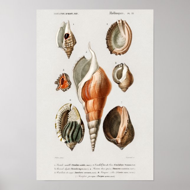 Poster Illustration des coquillages vintages (Devant)