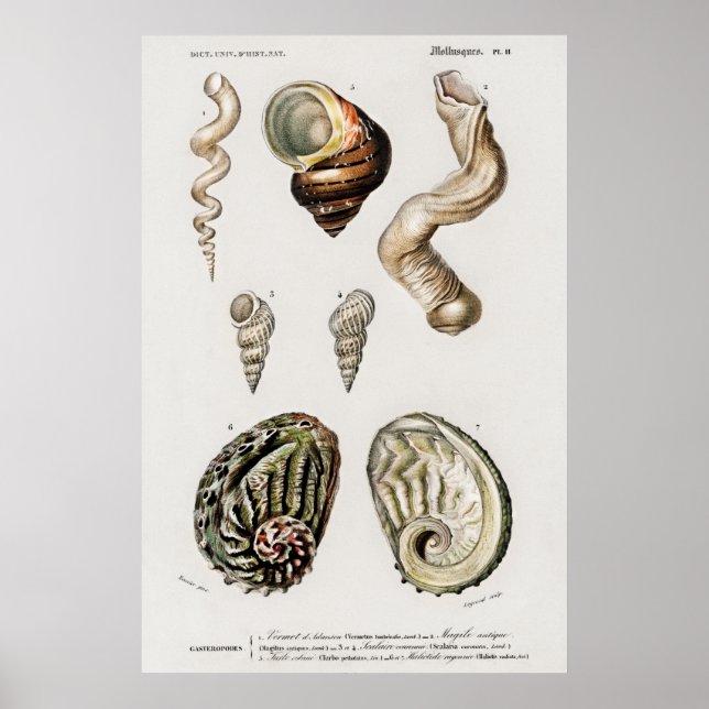 Poster Illustration des coquillages vintages (Devant)
