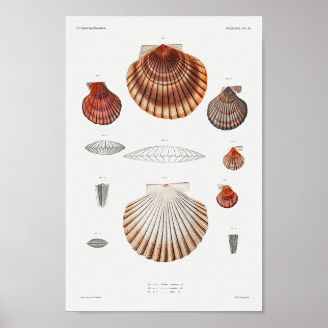 Poster Illustration des coquillages vintages (Devant)