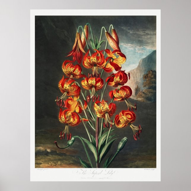 Poster Illustration des fleurs 4 (Devant)