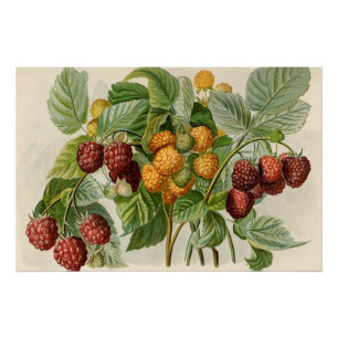 Poster Illustration des framboises rouges et jaunes vinta
