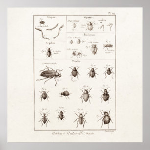 Poster Illustration des insectes des années 1800 vintages