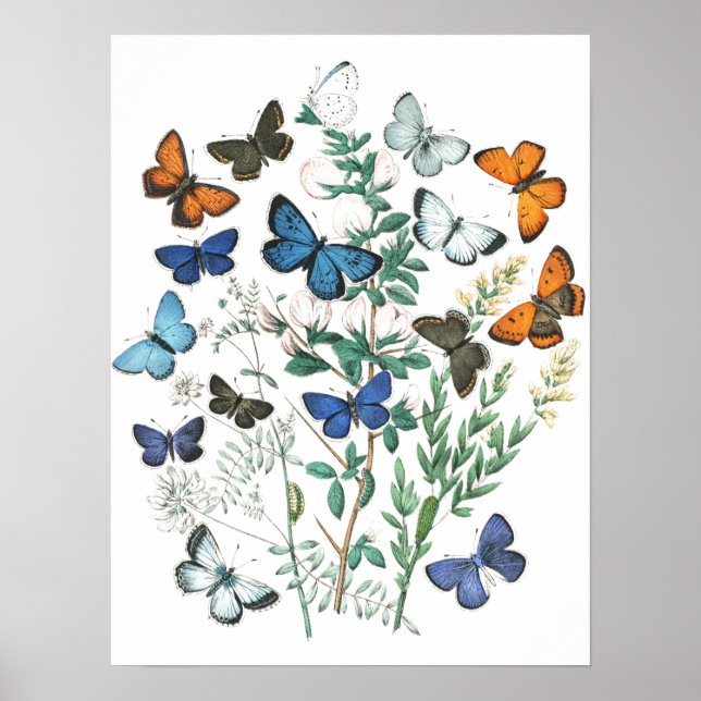 Poster Illustration des papillons vintages (Devant)
