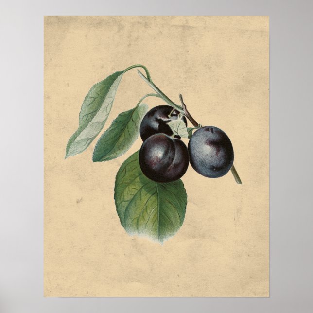 Poster Illustration des prunes vintages (Devant)