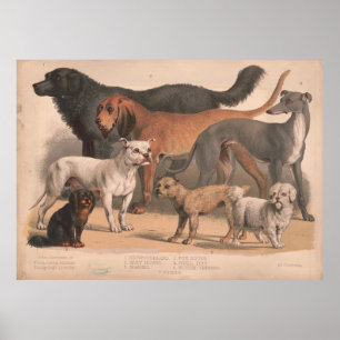 Poster Illustration des races de chiens vintages (1874)