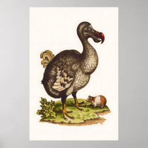 Poster Illustration d'histoire naturelle d'impression de 