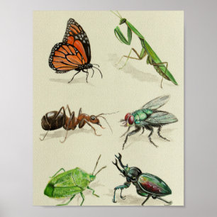 Poster illustration d'insecte, naturaliste et