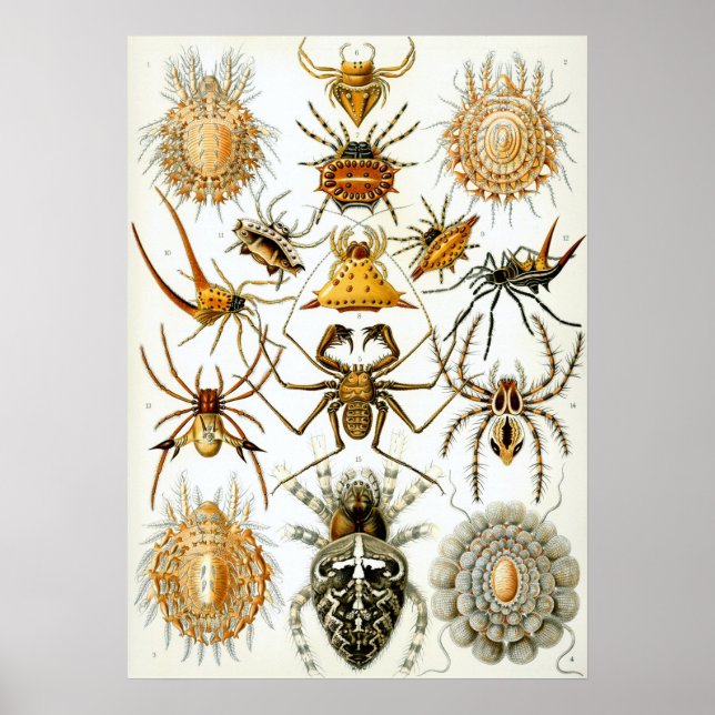 Poster Illustration d'insectes vintages (Devant)