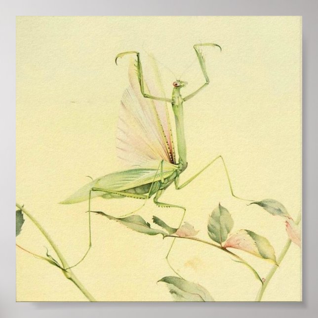 Poster Illustration d'insectes vintages (Devant)