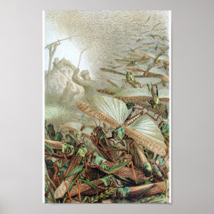 Poster Illustration d'insectes vintages
