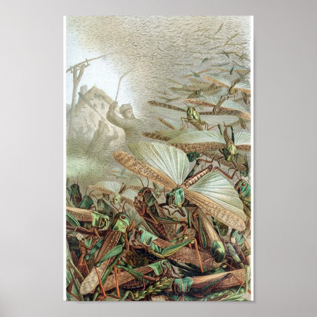Poster Illustration d'insectes vintages (Devant)