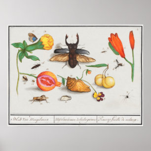 Poster Illustration d'insectes vintages