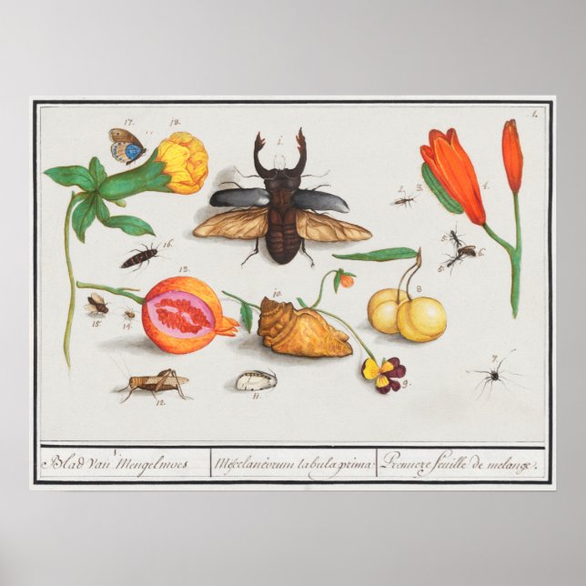 Poster Illustration d'insectes vintages (Devant)