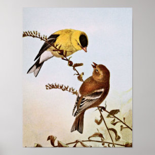 Poster Illustration d'oiseau de Goldfinchs d'Américain