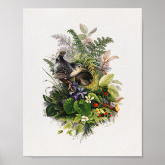Poster illustration d'oiseau vintage