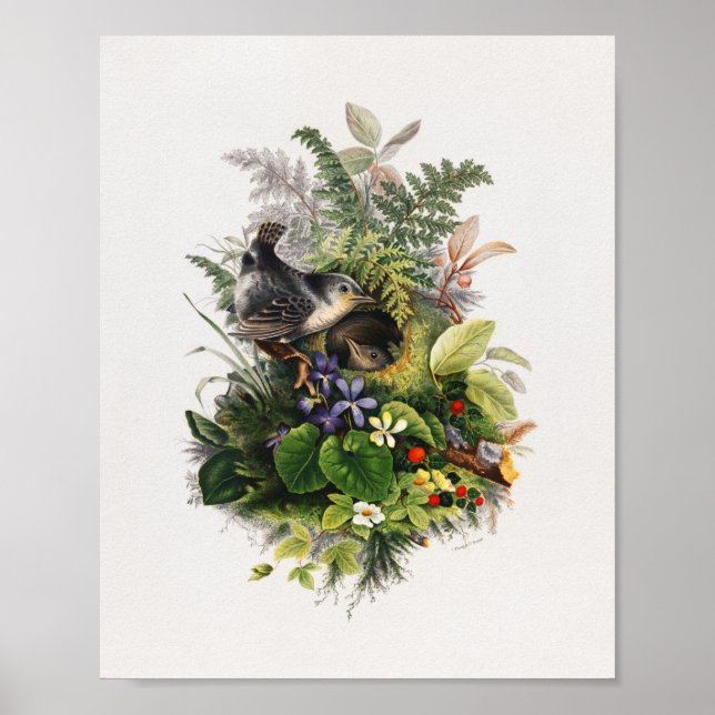 Poster illustration d'oiseau vintage (Devant)
