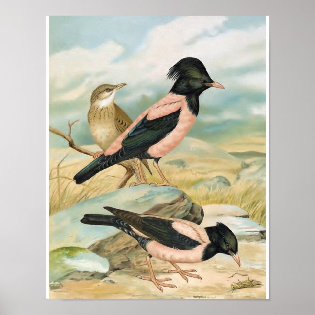 Poster Illustration d'oiseau Vintage Starling de couleur  (Devant)