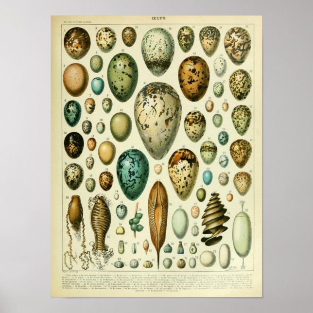 Poster Illustration d'Oiseaux vintages (Devant)
