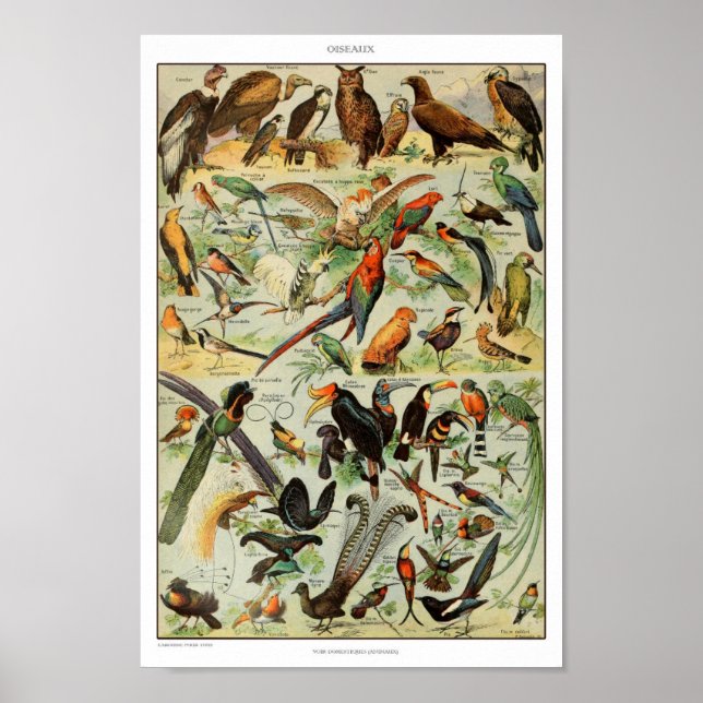 Poster Illustration d'oiseaux vintages (Devant)