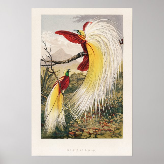 Poster Illustration d'oiseaux vintages (Devant)