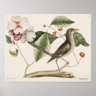 Poster Illustration d'oiseaux Vintages