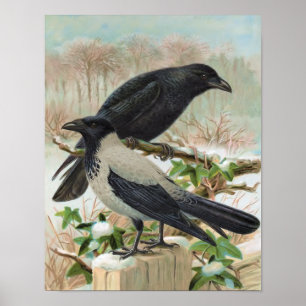 Poster Illustration d'oiseaux Vintages des corbeaux