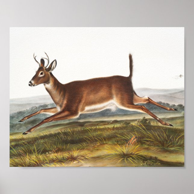 Poster Illustration du cerf à queue longue (Cervus leucur (Devant)