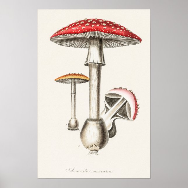 Poster Illustration du champignon Amanita Muscaria ( (Devant)