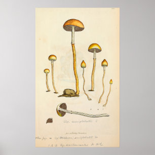 Poster Illustration du champignon Psilocybe semilanceata