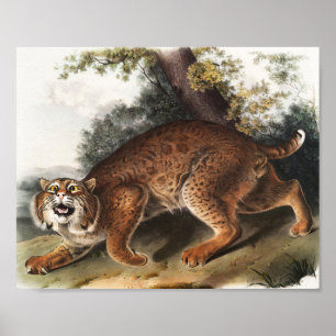 Poster Illustration du chat sauvage américain (Lynx rufus