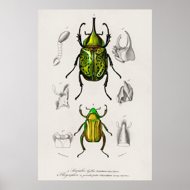 Poster Illustration du coléoptère vintage (Devant)