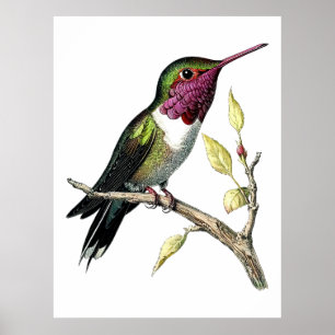 Poster Illustration du colibri d'Anna vintage