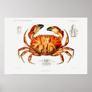 Poster Illustration du crabe de Dungeness vintage