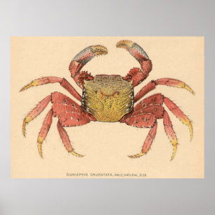 Poster Illustration du crabe racine de la mangrove vintag